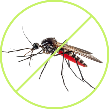 Mosquito Control Yuma